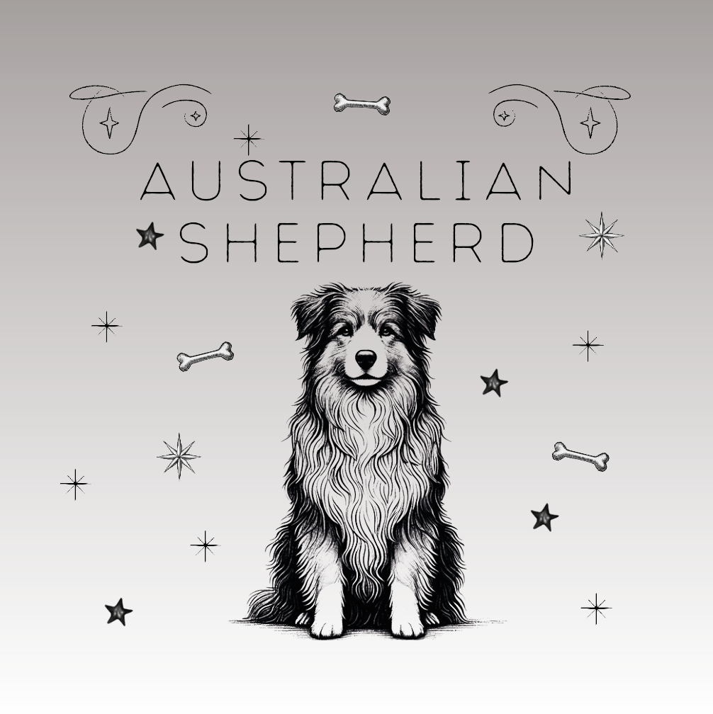 Australian Shepherd: Dein perfekter Partner für Abenteuer!