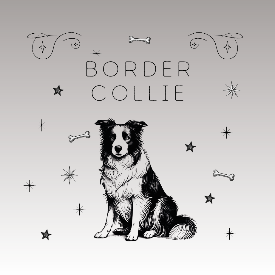 Der Border Collie: Der Arbeitswille in Pfotenform