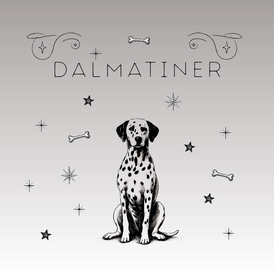 Der Dalmatiner – Der Aufmerksamkeitsmagnet mit Charakter