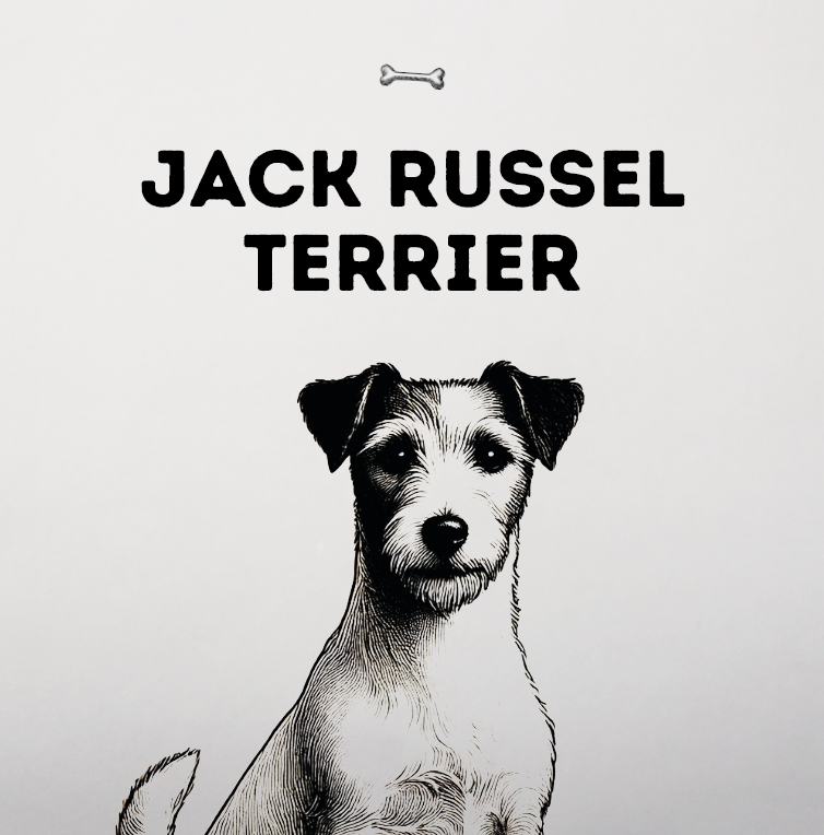 Jack Russell Terrier – Kleines Paket, riesige Portion Tatendrang