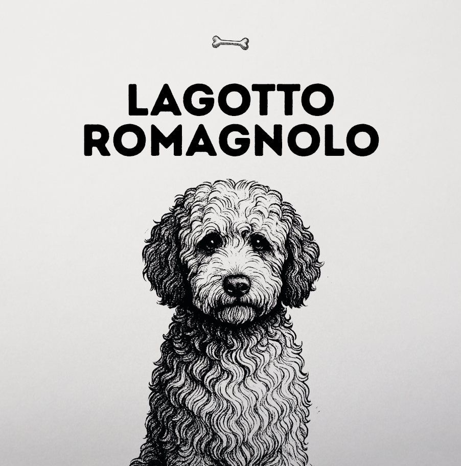 Lagotto Romagnolo – Lockenkopf mit Trüffelnase