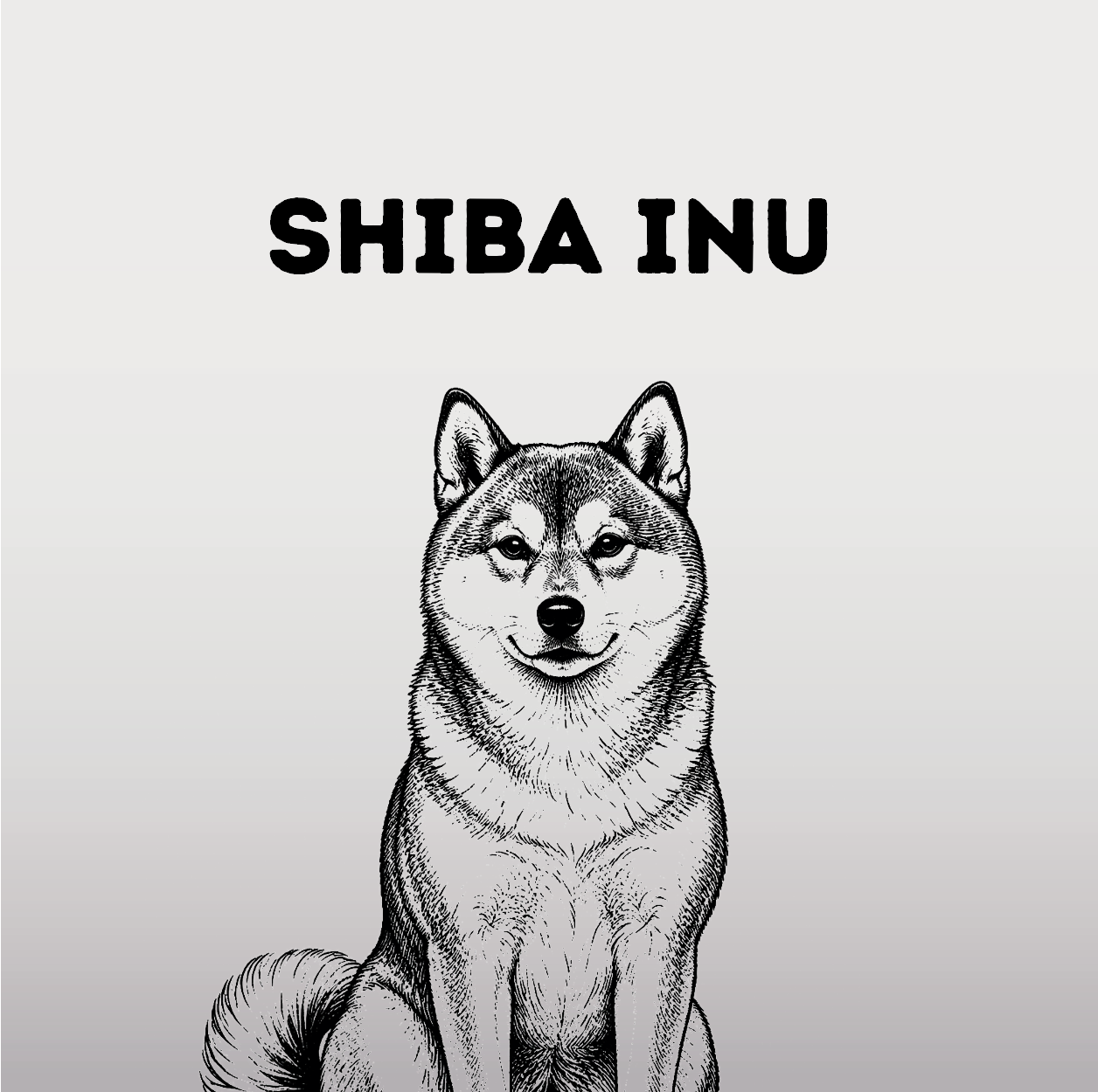 Shiba Inu – Fuchsgesicht mit Katzenseele