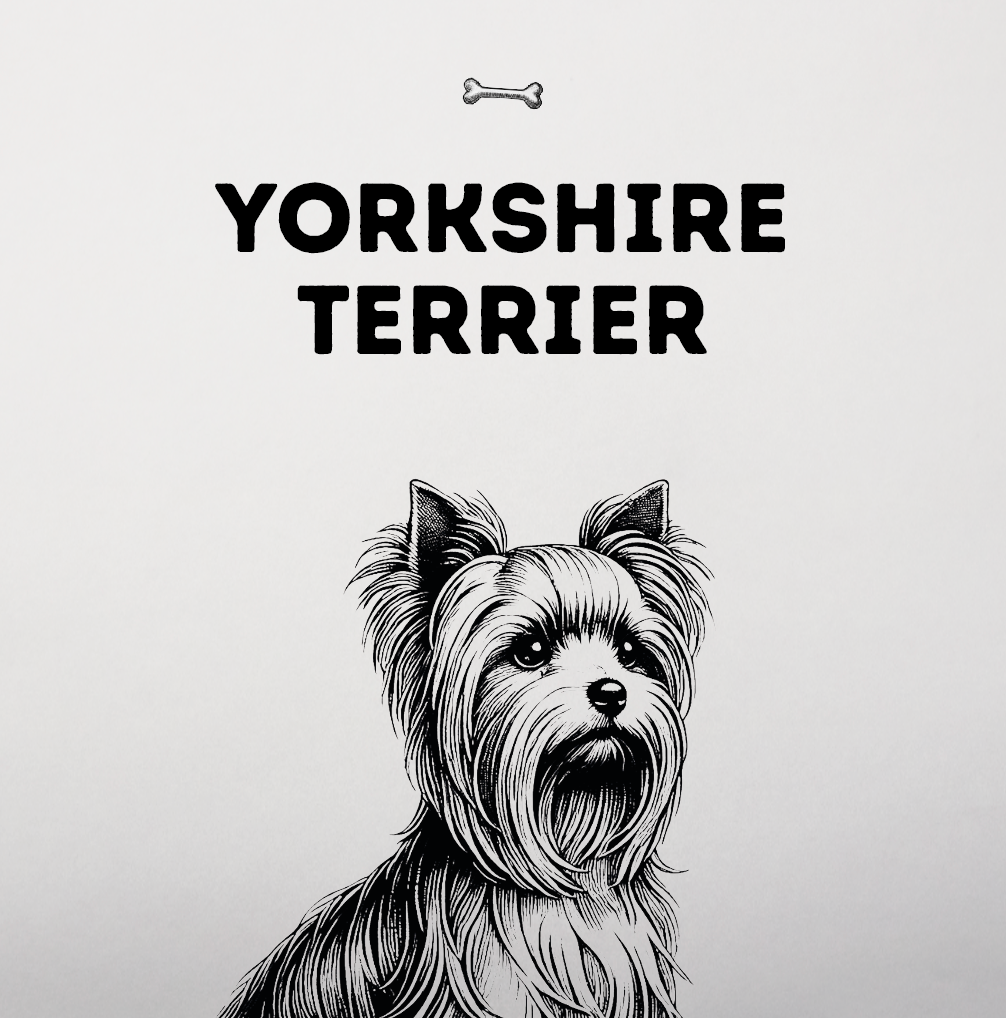 Yorkshire Terrier – Kleiner Körper, ganzes Terrierherz