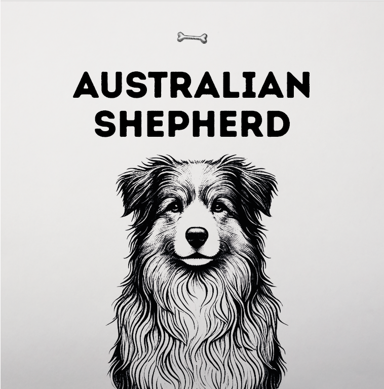 Australian Shepherd