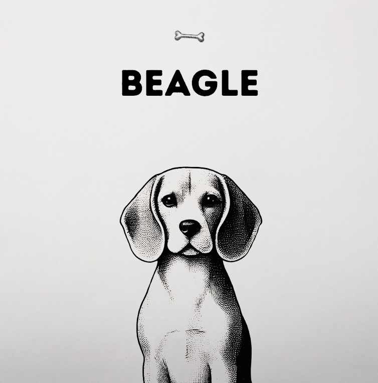 Beagle