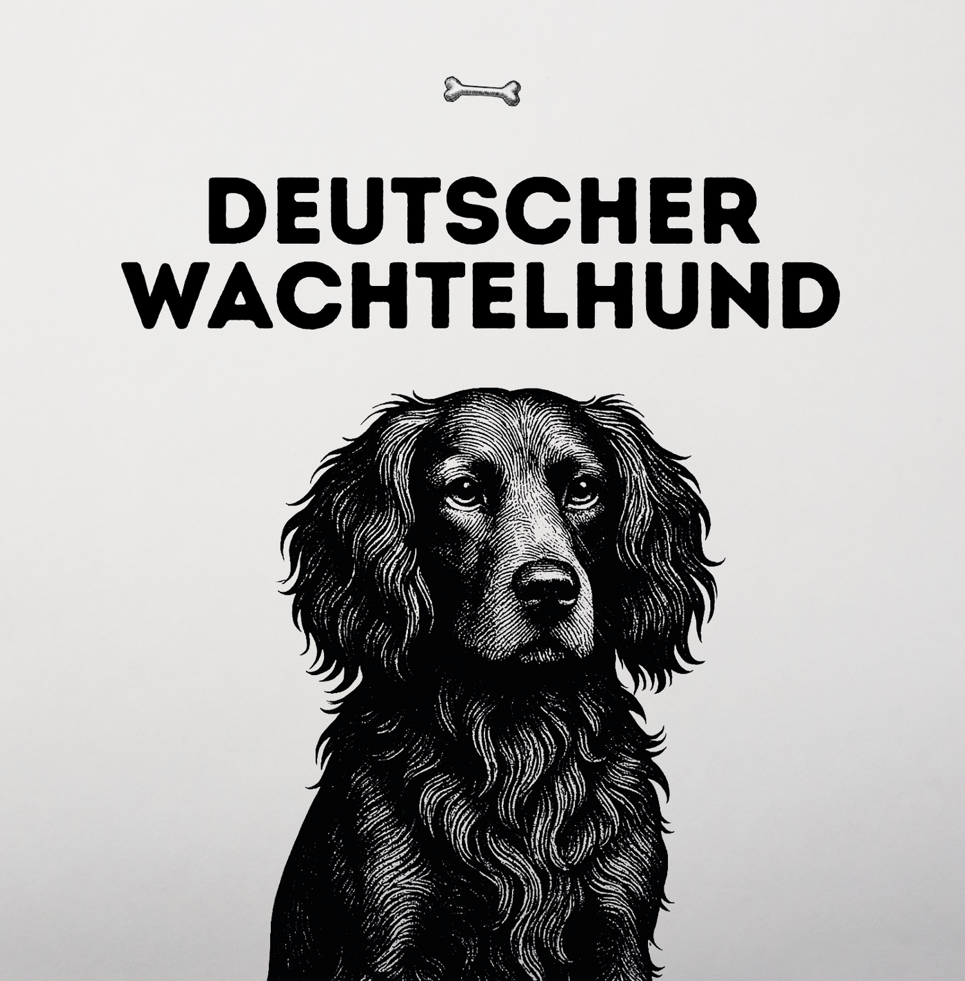 Deutscher Wachtelhund