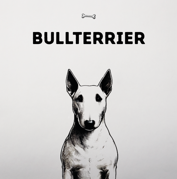 Bullterrier