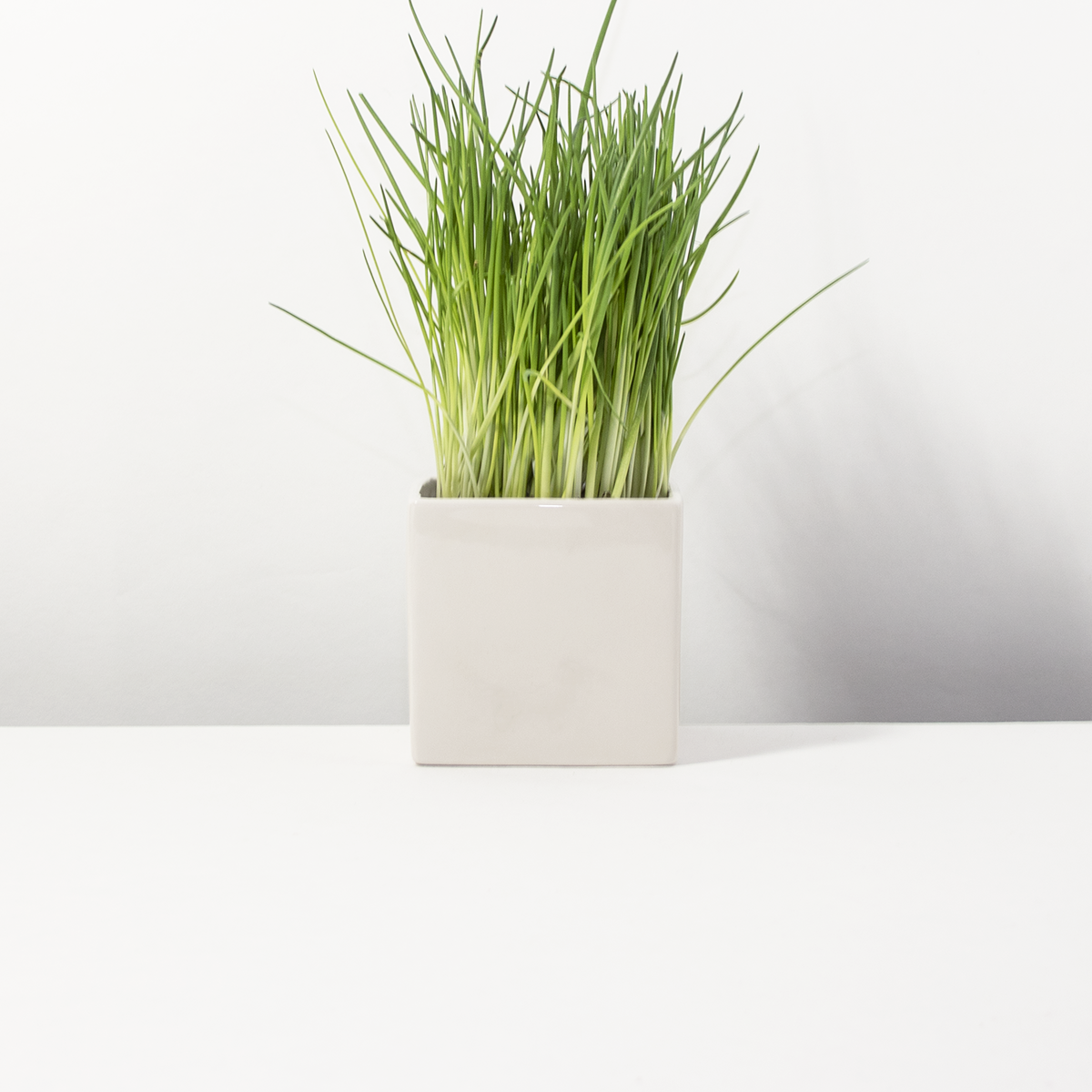 Flower pot small but fine Snow