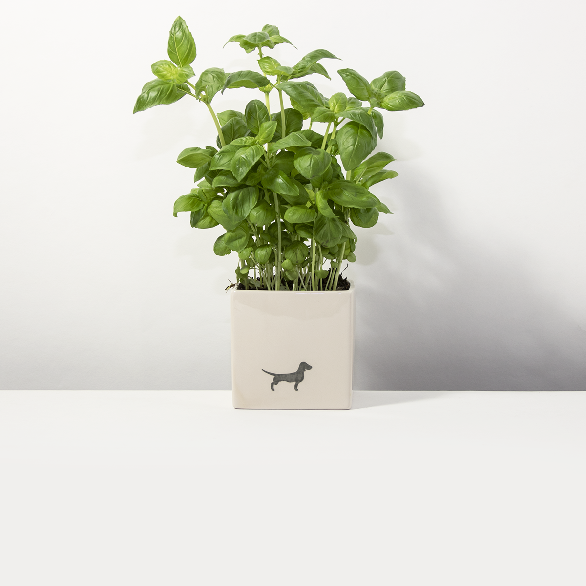 Blumentopf Dackel