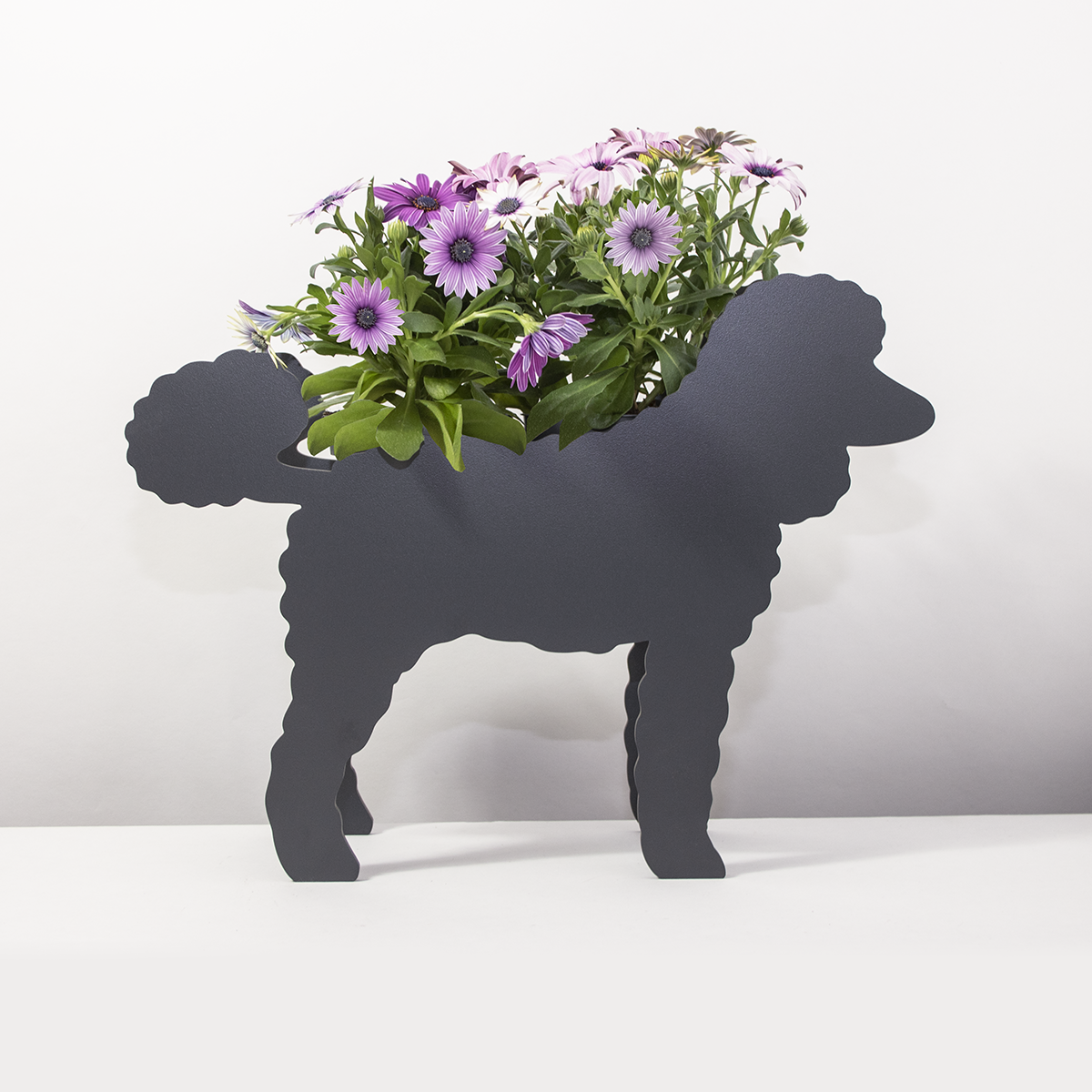 PflanzHunde LIMITED EDITION