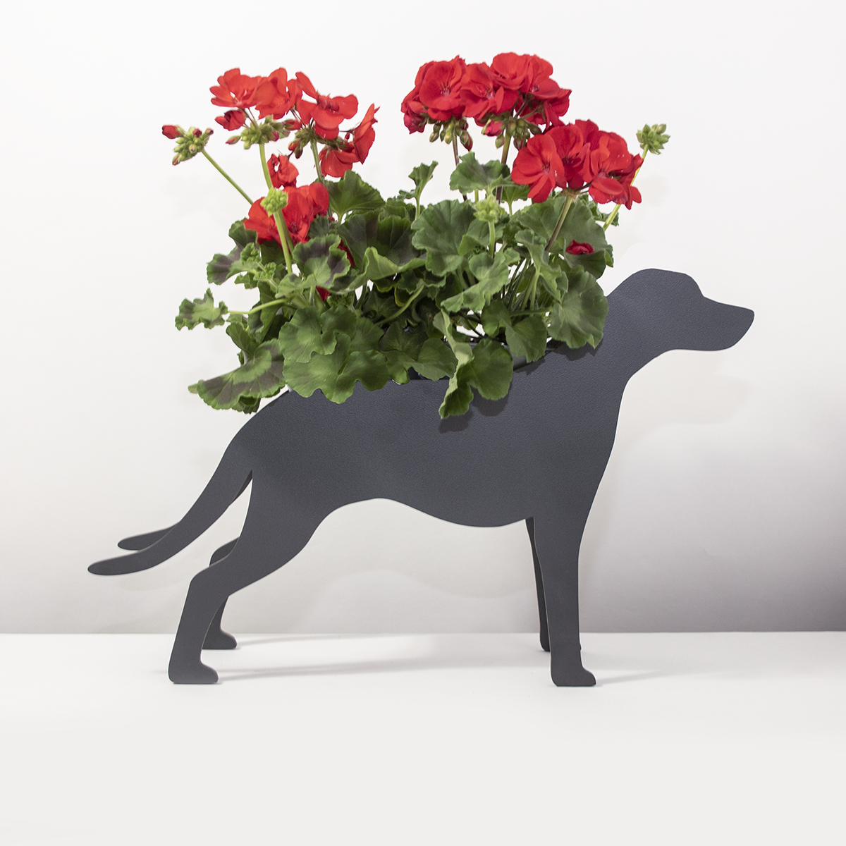 PflanzHunde LIMITED EDITION