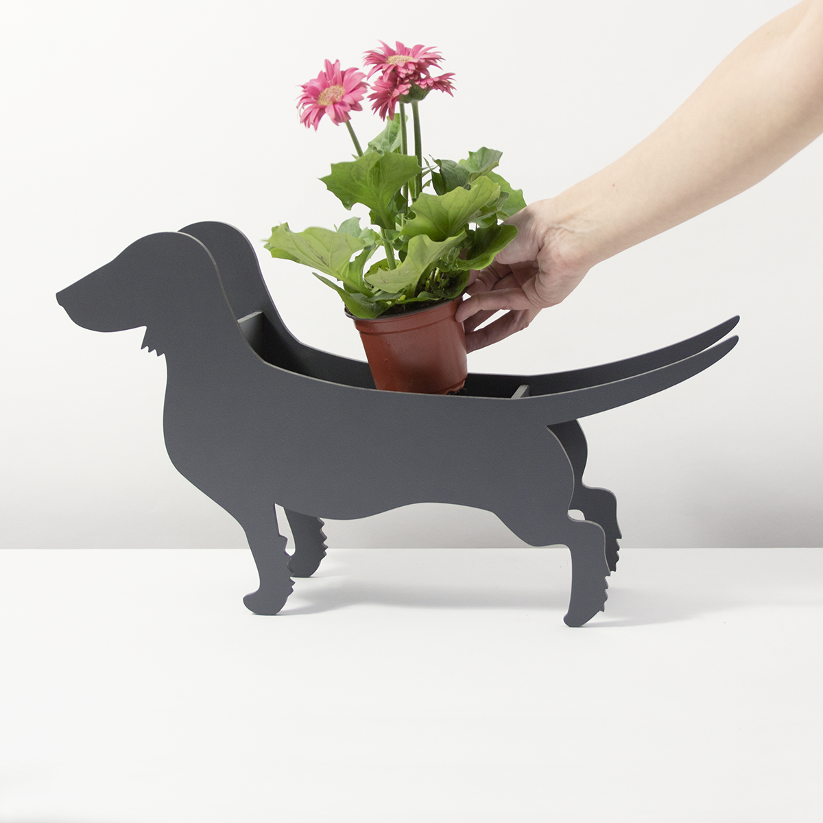 Plant dachshund LIMITED EDITION