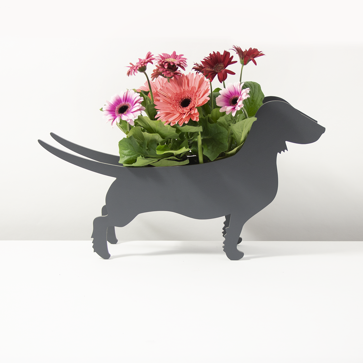 PflanzHunde LIMITED EDITION