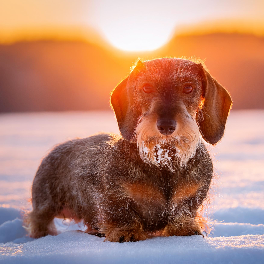 Pfoten schützen im Schnee: Tipps für Eure Hunde im Winter