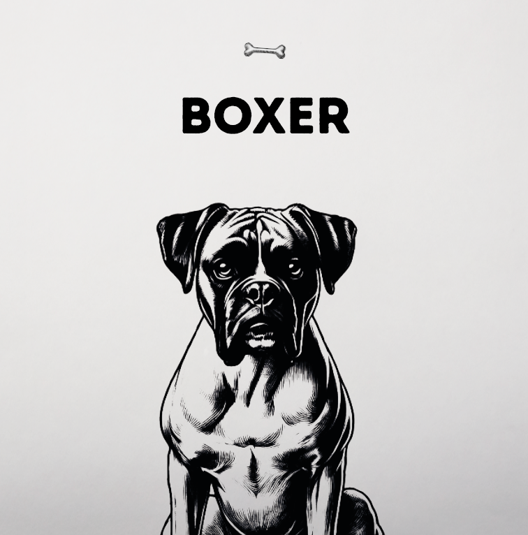 Der Boxer – Ein treuer Begleiter mit viel Energie und Charme