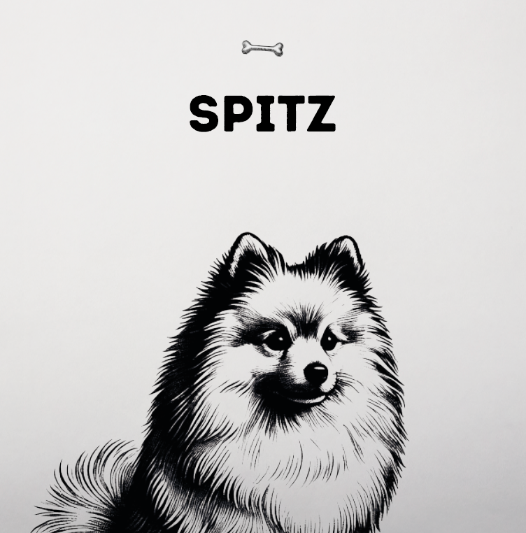 Spitz – Der flinke, charismatische Hund mit dem flauschigen Fell