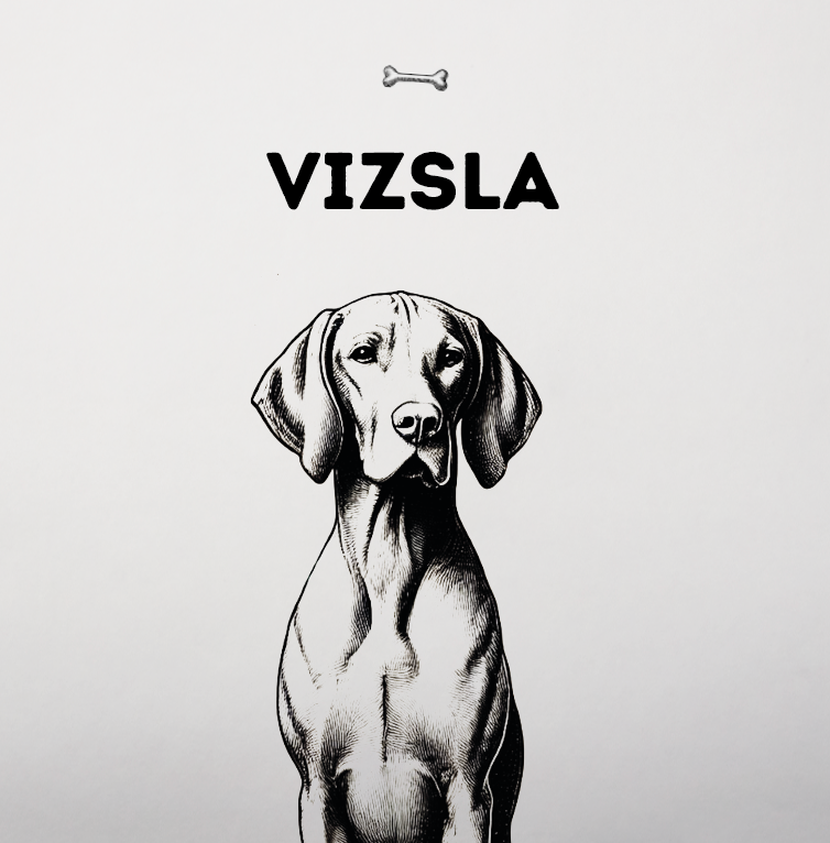 Der Vizsla – Der unerschütterliche Begleiter mit Eleganz und Energie