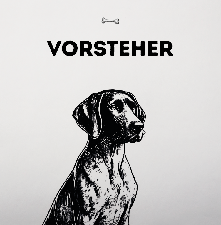 Vorsteher – Der ideale Begleiter für aktive Hundehalter