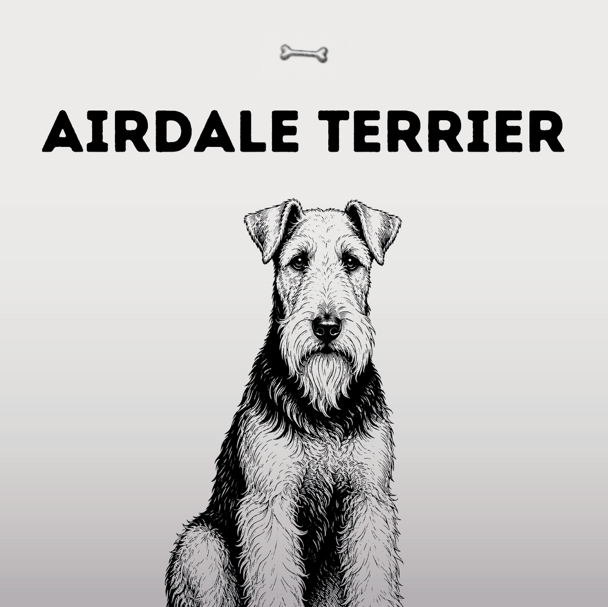 Airedale Terrier – Der Größte unter den Terriern