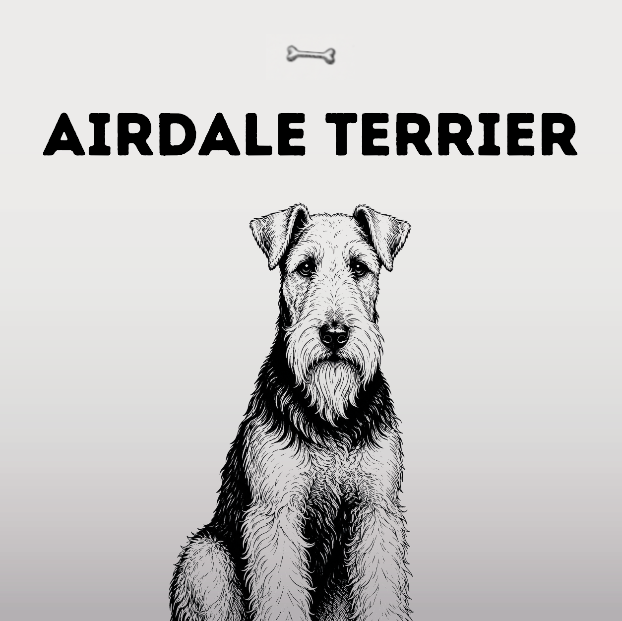 Airedale Terrier – Der Größte unter den Terriern