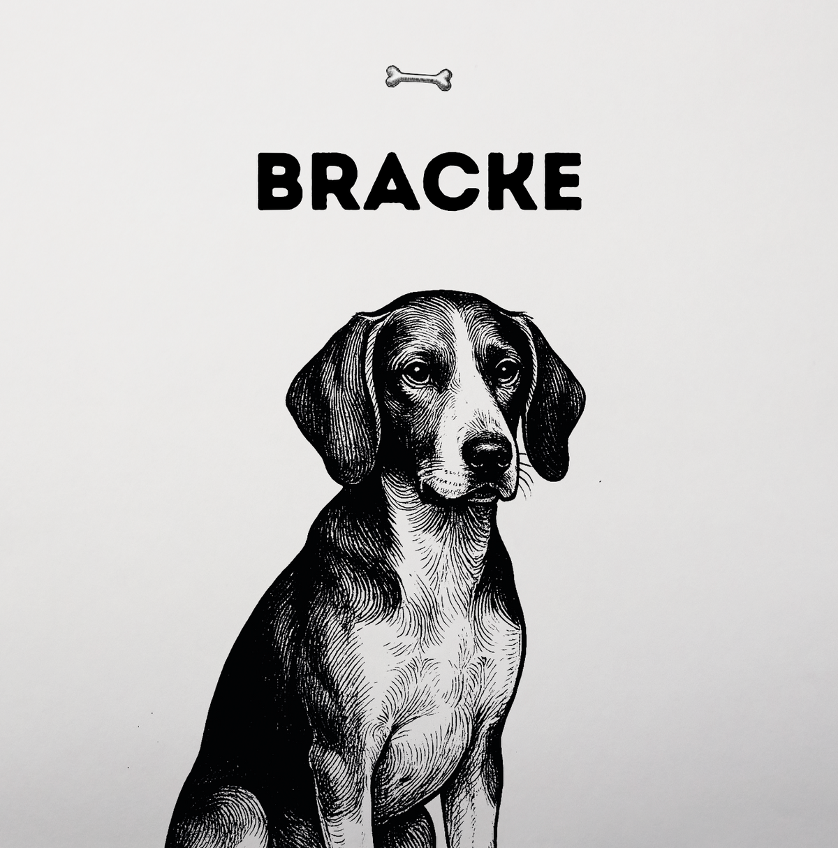 Bracke – Mit feiner Nase und klarer Stimme durch den Wald