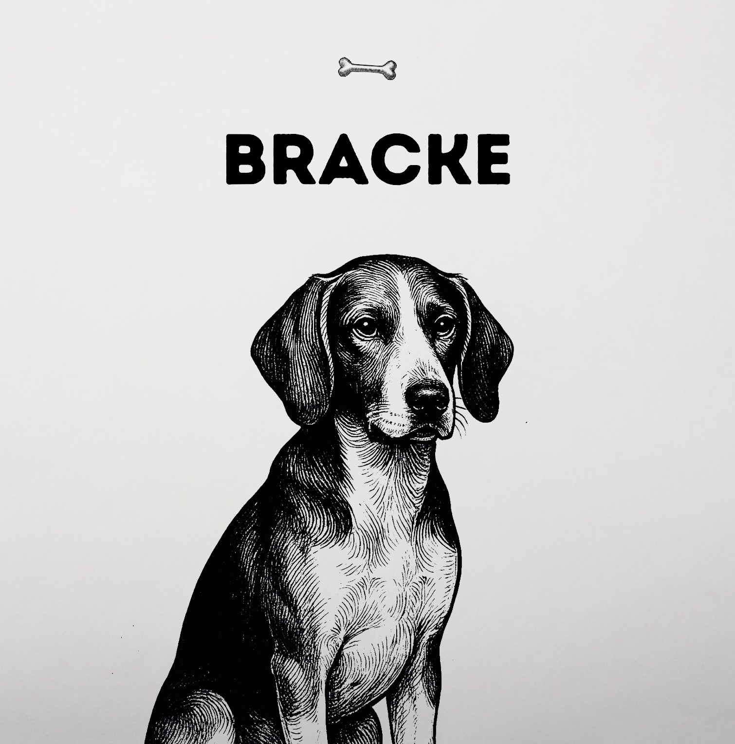Bracke – Mit feiner Nase und klarer Stimme durch den Wald