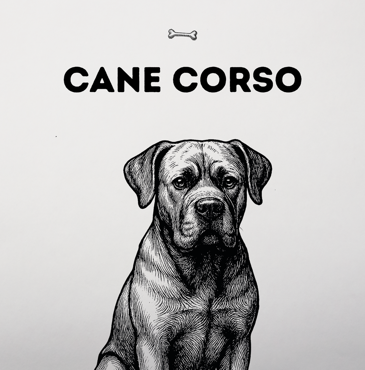 Cane Corso – Wächter mit weichem Kern