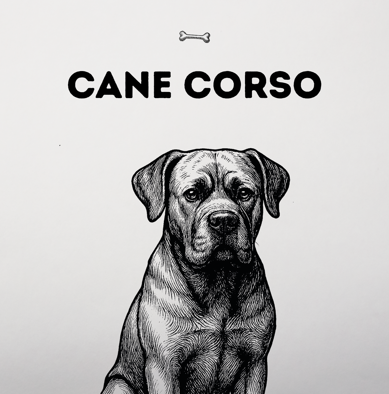 Cane Corso – Wächter mit weichem Kern