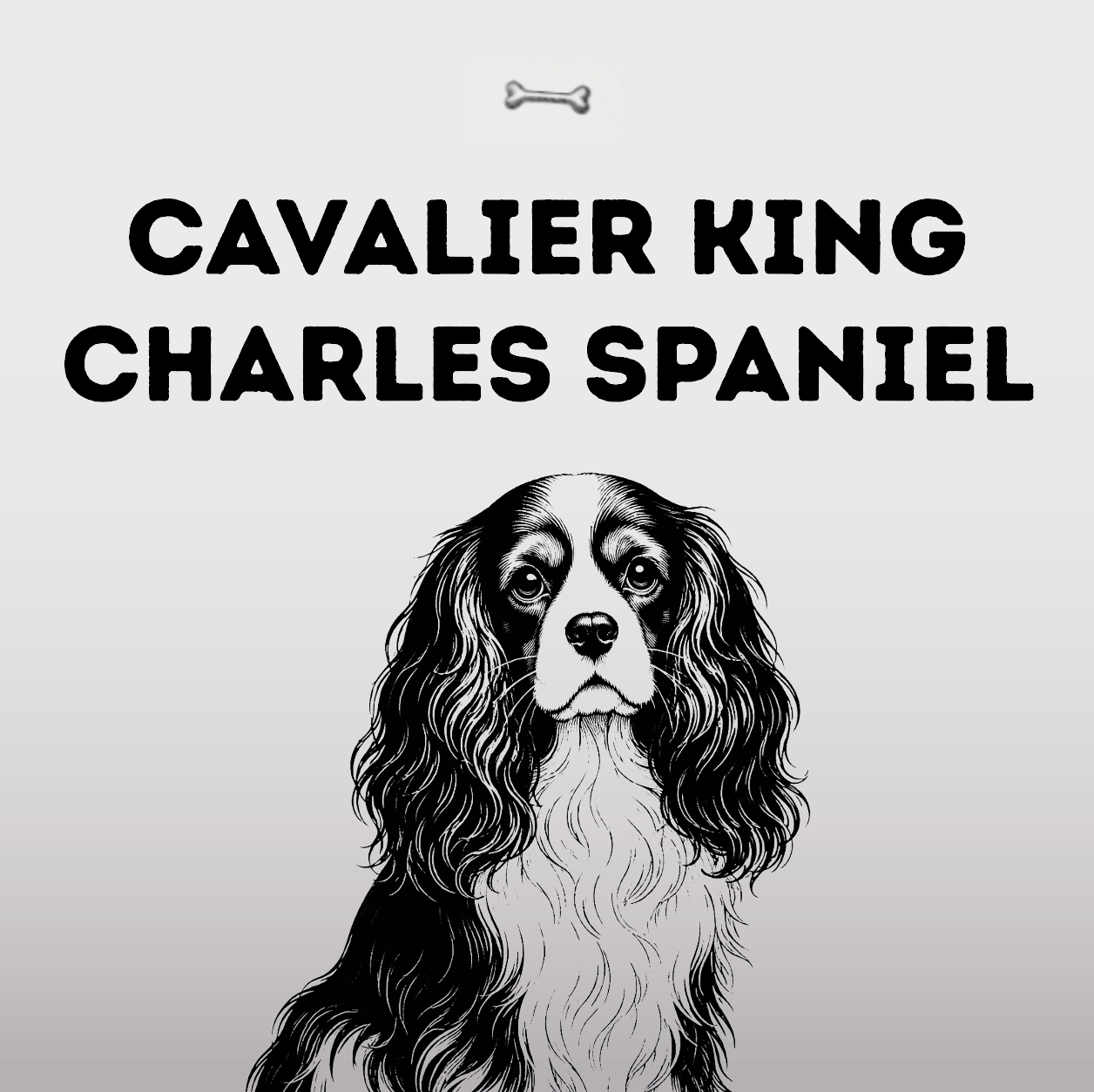 Cavalier King Charles Spaniel – Ein Hofhund mit Herz statt Krone