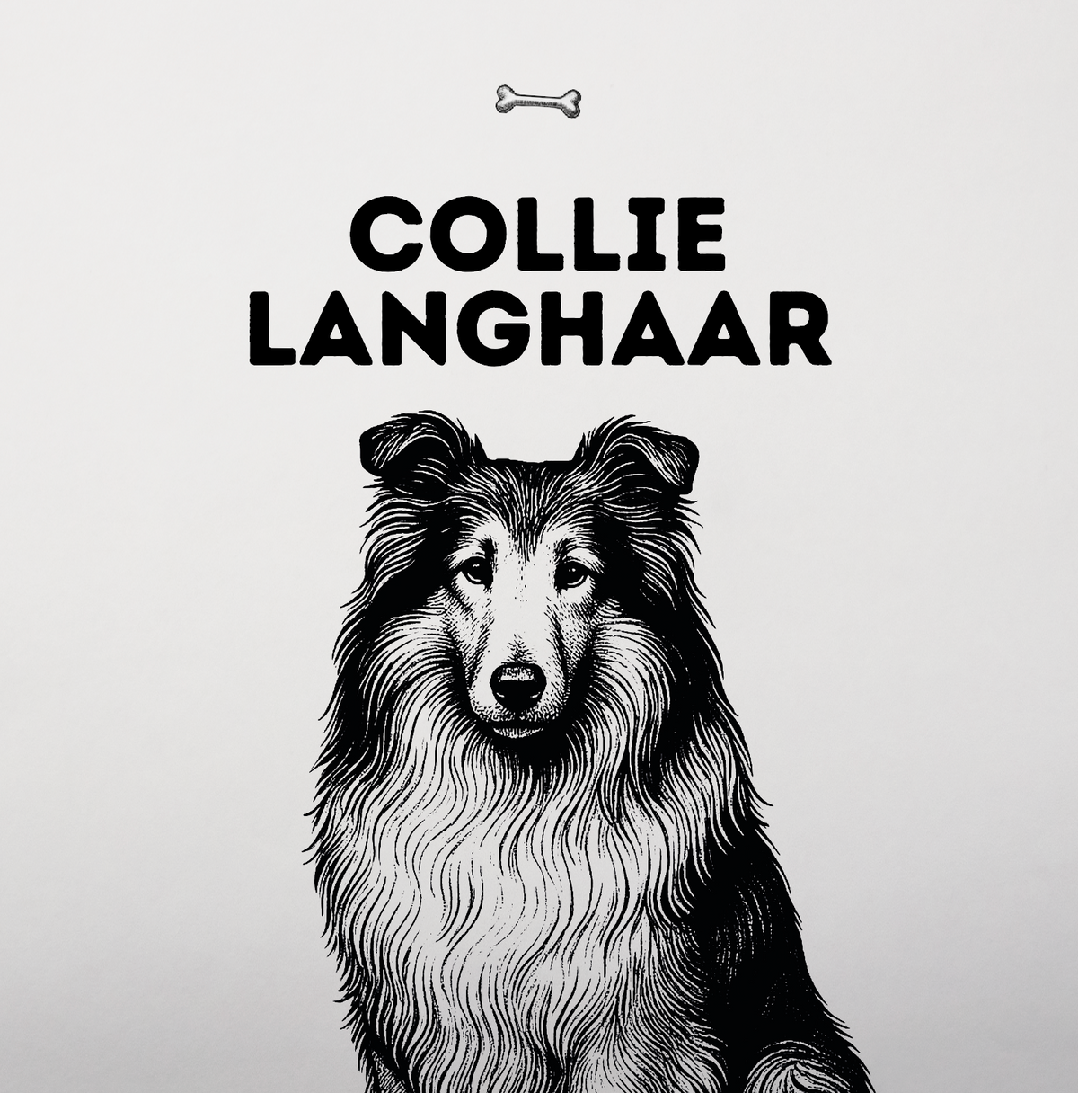 Collie (Langhaar) – Wehende Mähne, feines Gespür