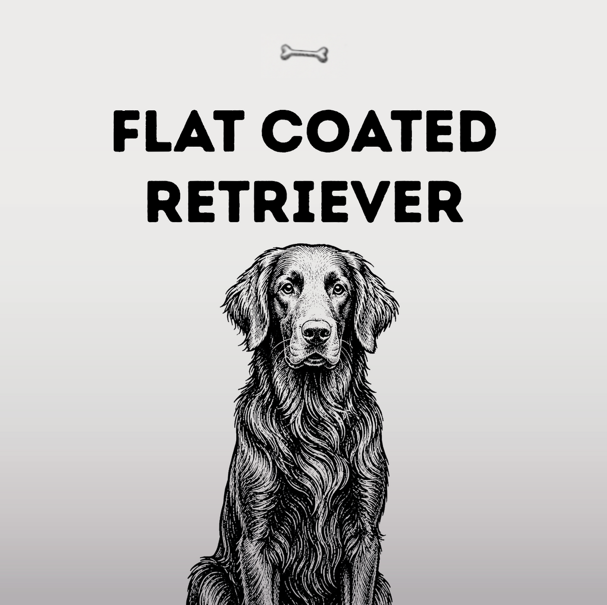 Flat Coated Retriever – Der ewige Optimist mit glänzendem Fell