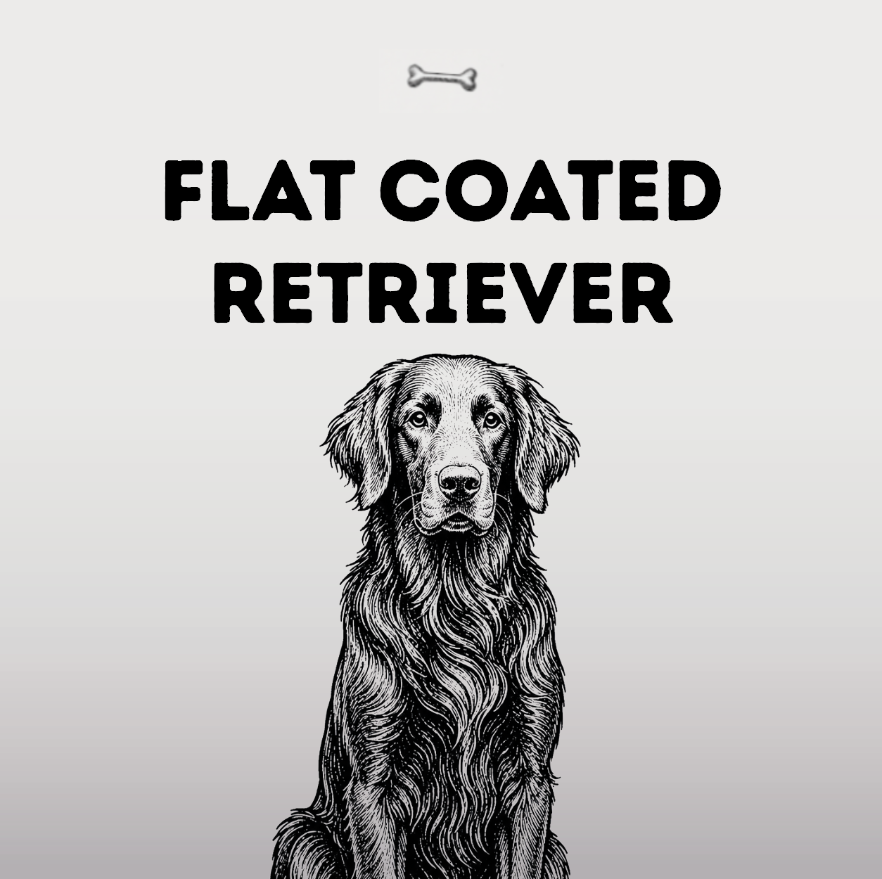 Flat Coated Retriever – Der ewige Optimist mit glänzendem Fell