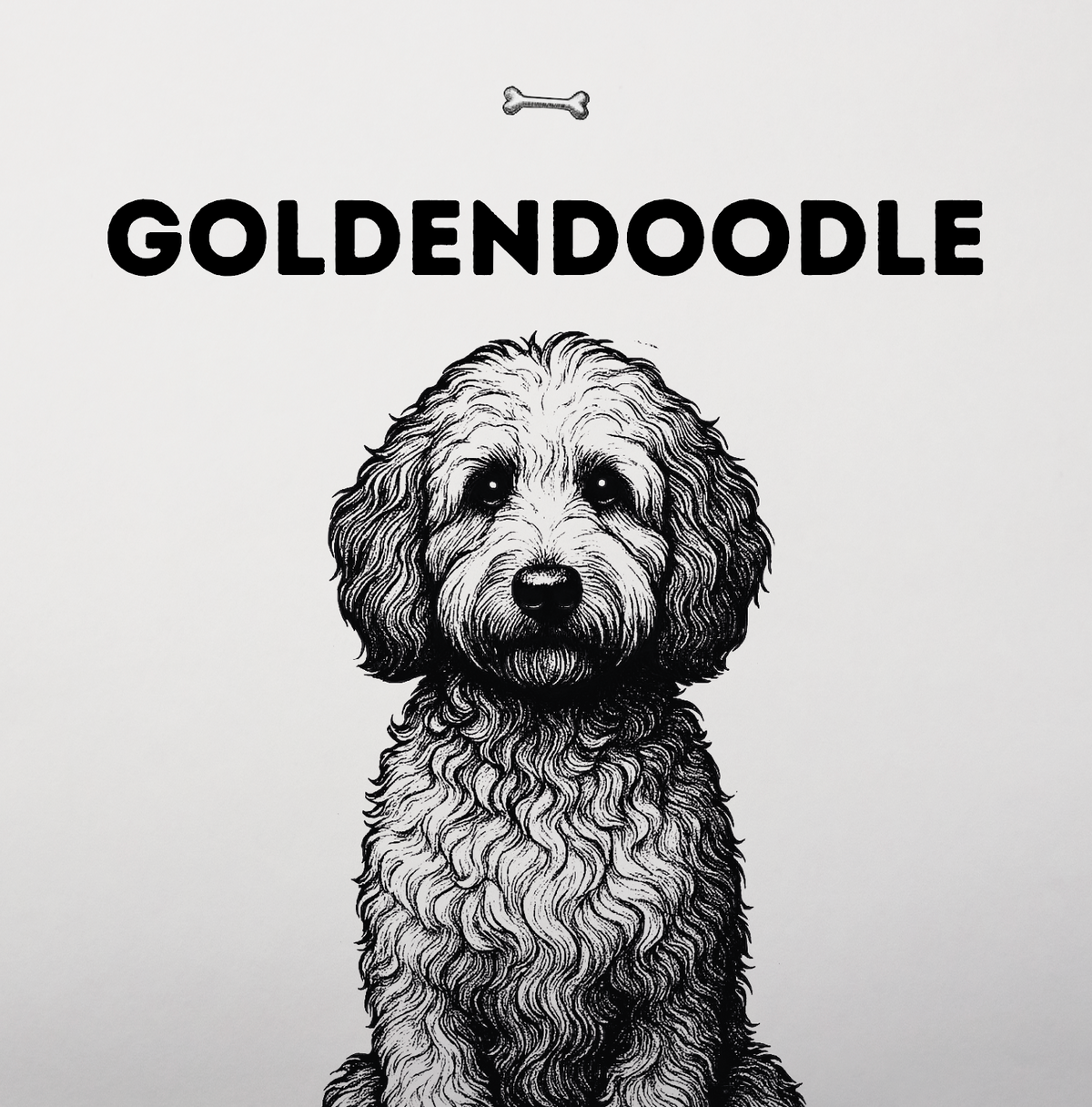 Goldendoodle – Lockiger Sonnenschein mit zwei Erbteilen