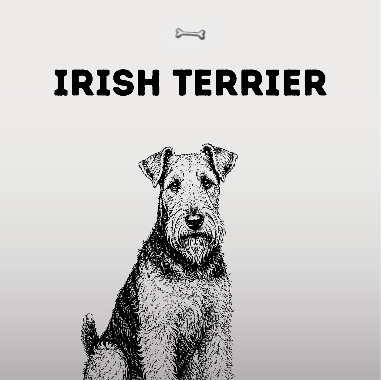 Irish Terrier – Rotes Fell, feuriges Herz
