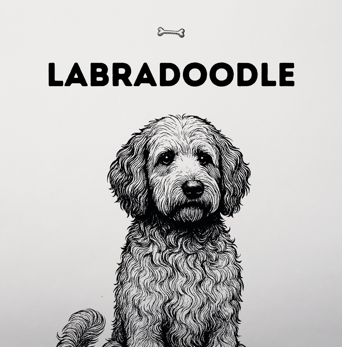 Labradoodle – Lockenkopf mit Labrador-Herz
