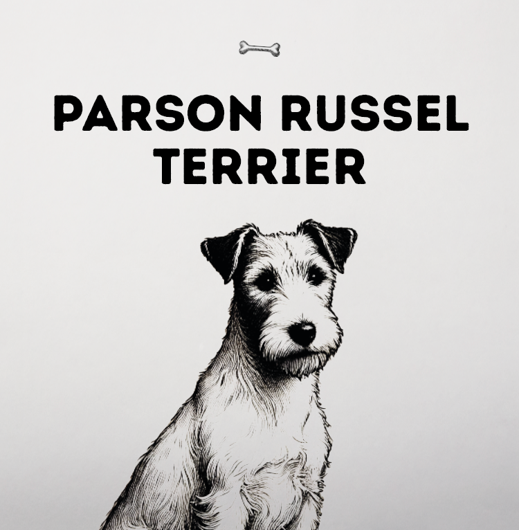 Parson Russell Terrier – Langbeiniger Energiebündel mit Köpfchen