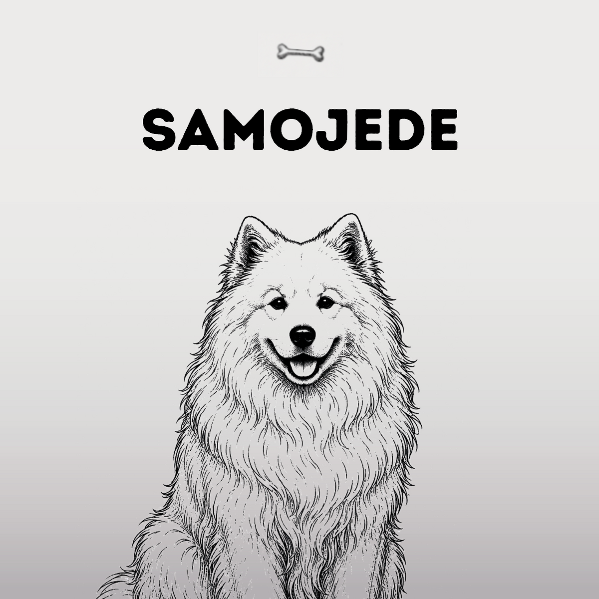Samojede – Das Lächeln aus dem hohen Norden