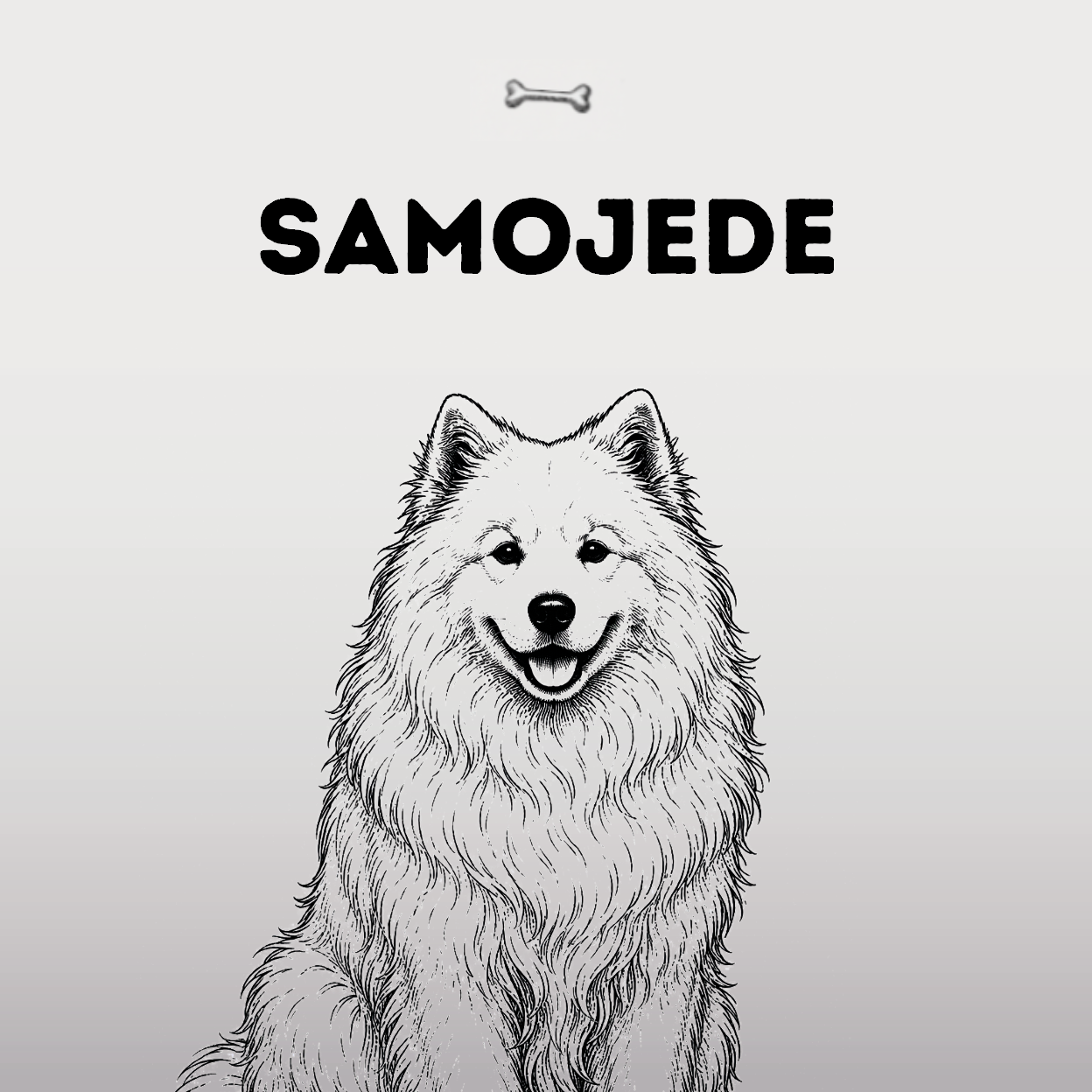 Samojede – Das Lächeln aus dem hohen Norden