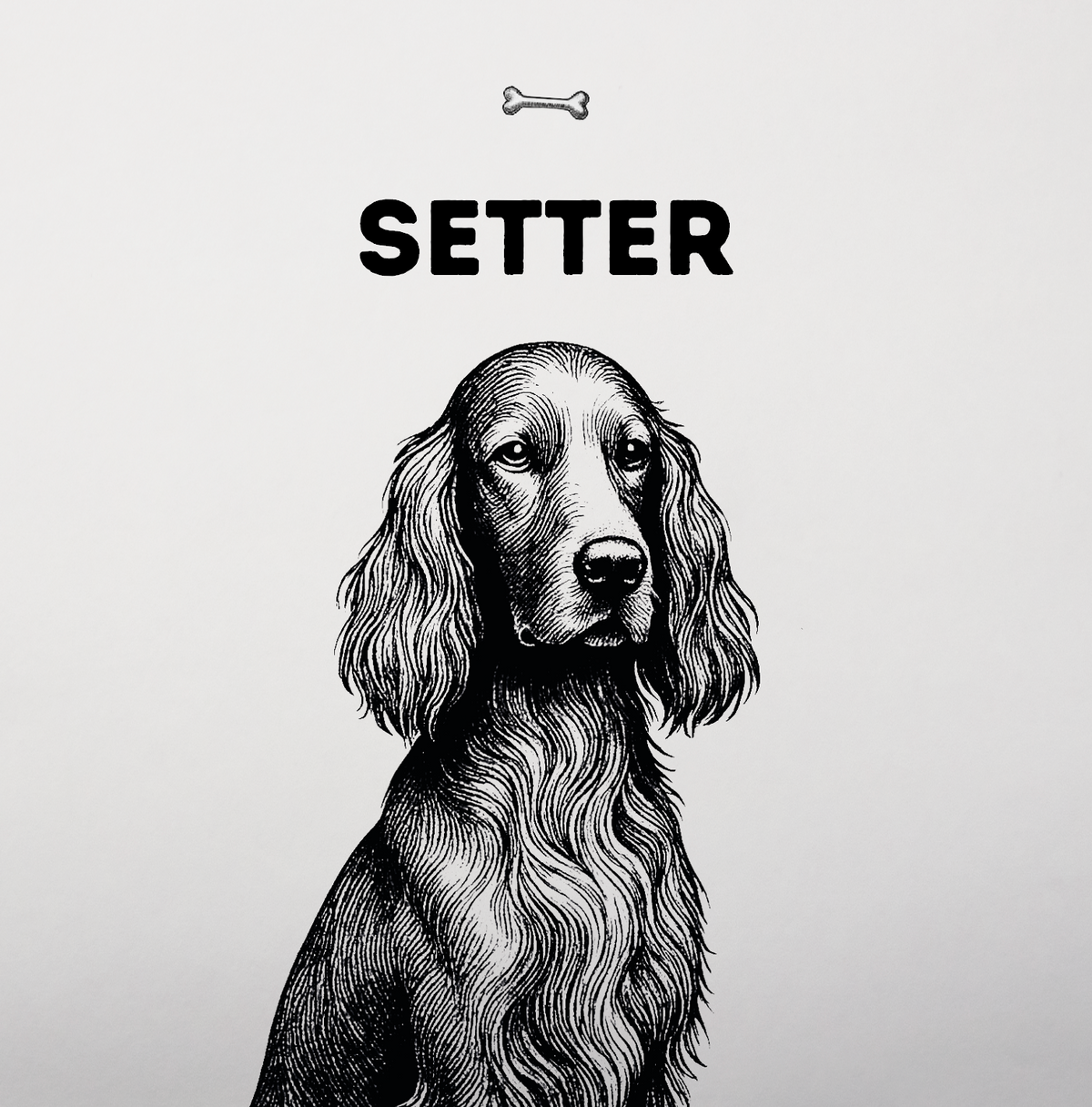 Setter – Seidiges Fell, feine Nase, großes Herz