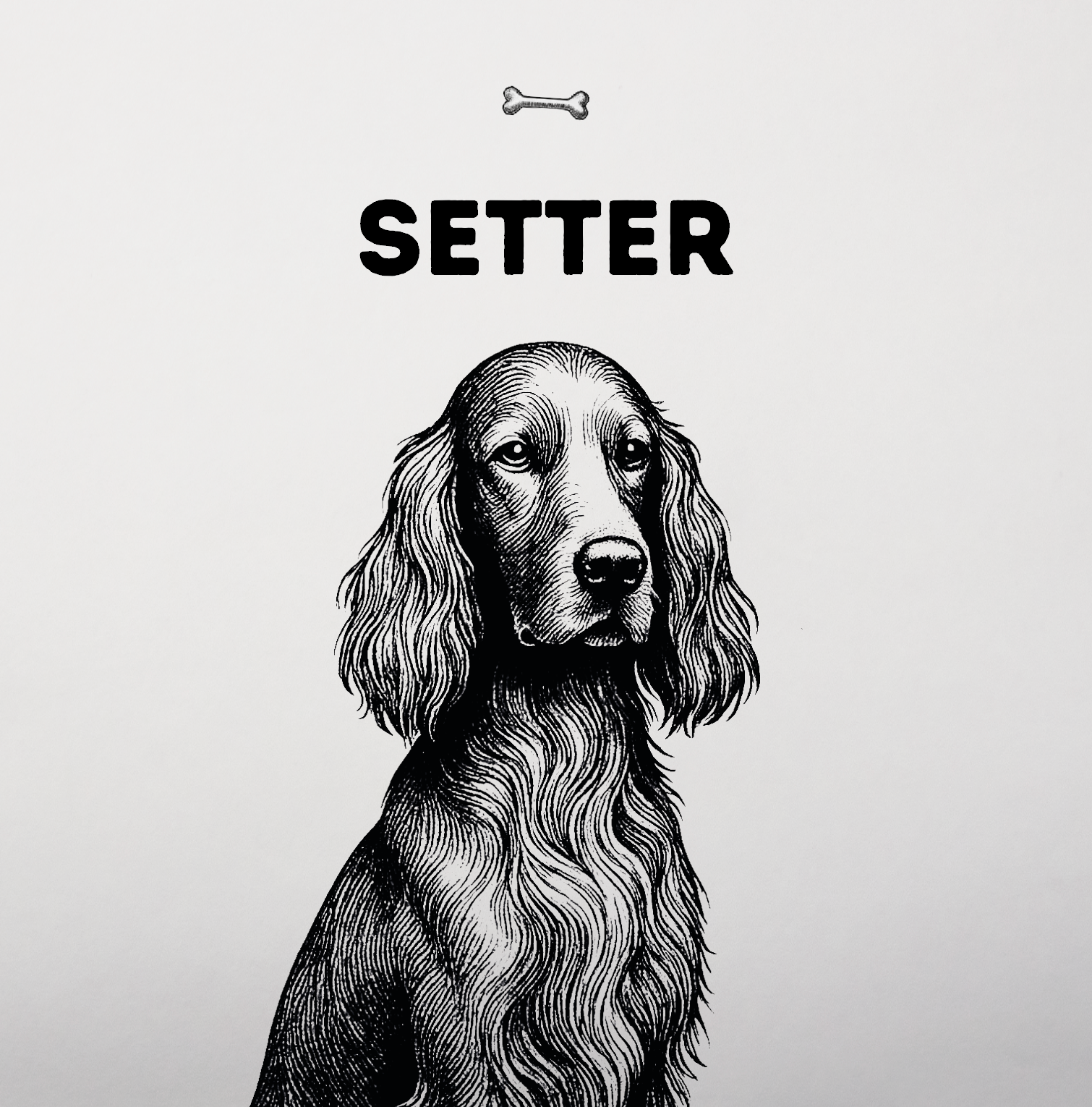 Setter – Seidiges Fell, feine Nase, großes Herz