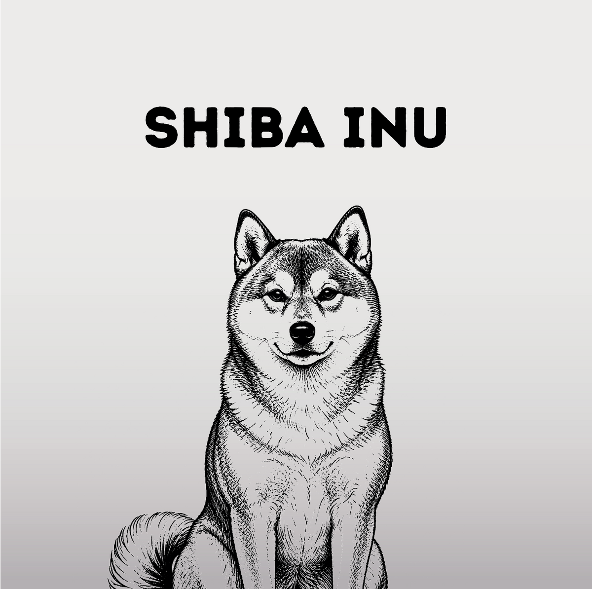 Shiba Inu – Fuchsgesicht mit Katzenseele