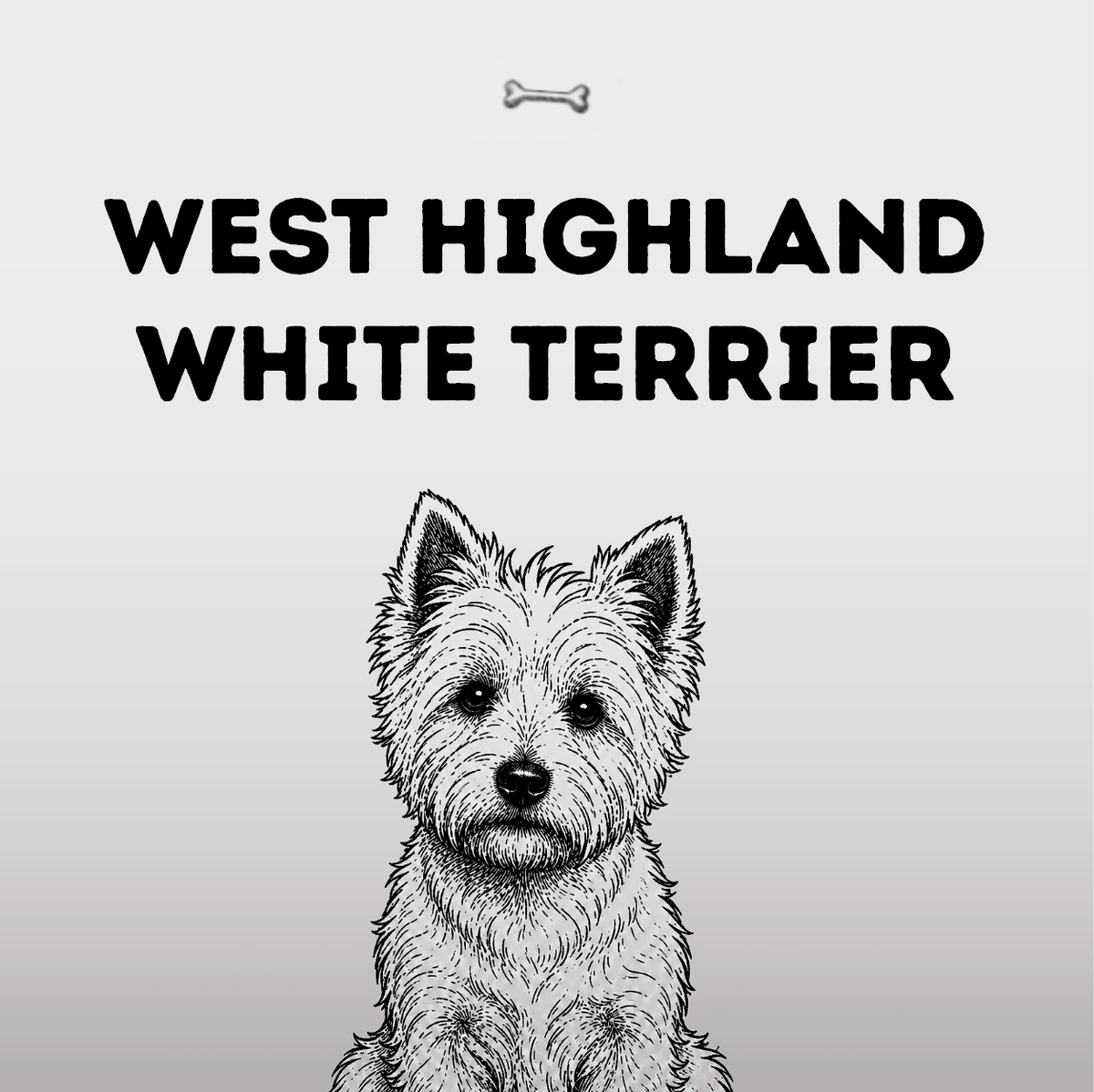 West Highland White Terrier – Schottischer Dickkopf im weißen Mantel