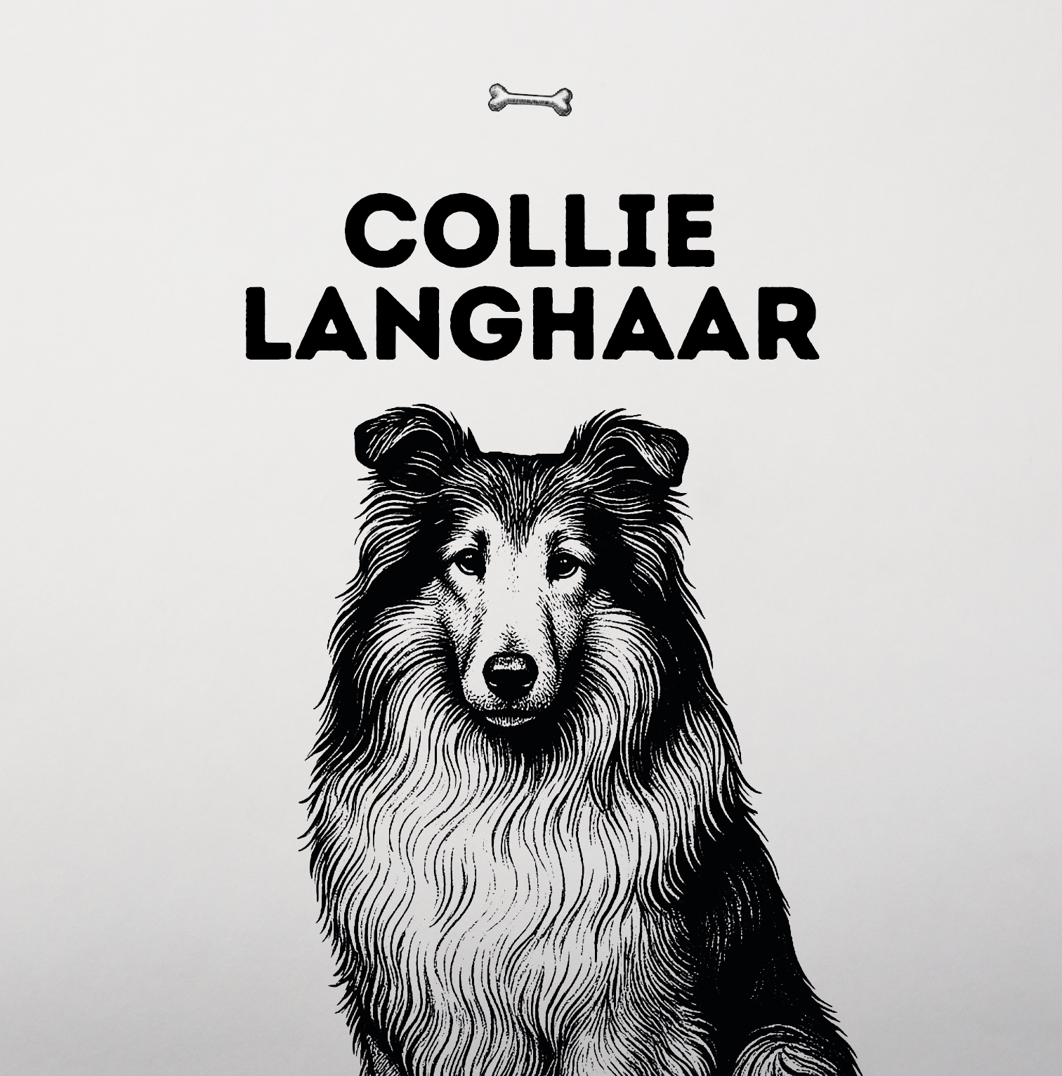 Collie Langhaar