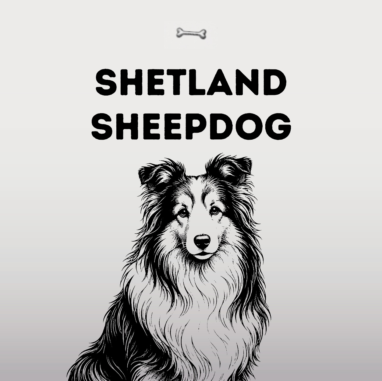 Shetland Shepdog