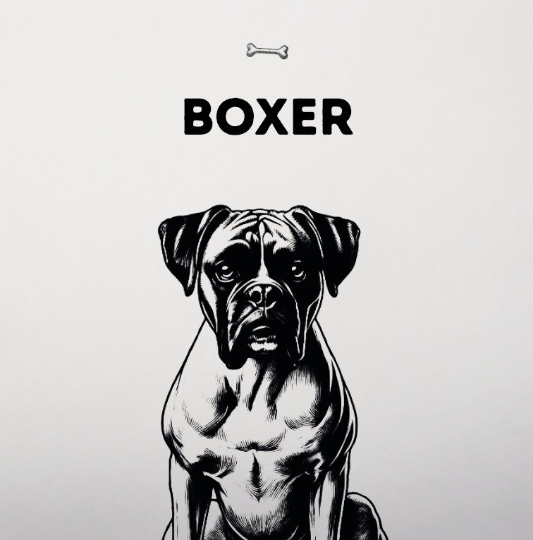 Boxer