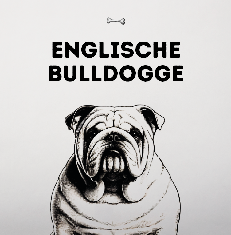 Englische Bulldogge