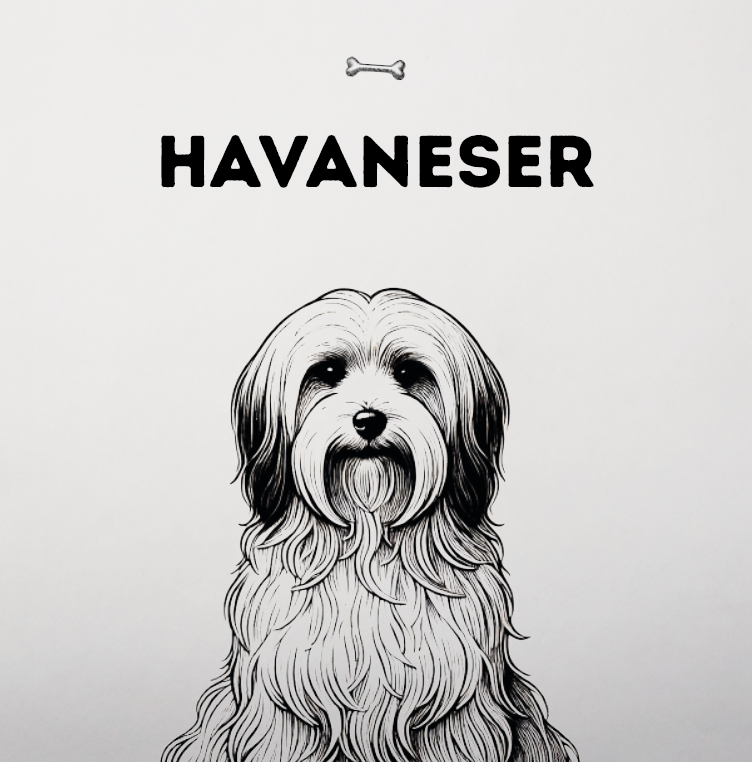 Havaneser