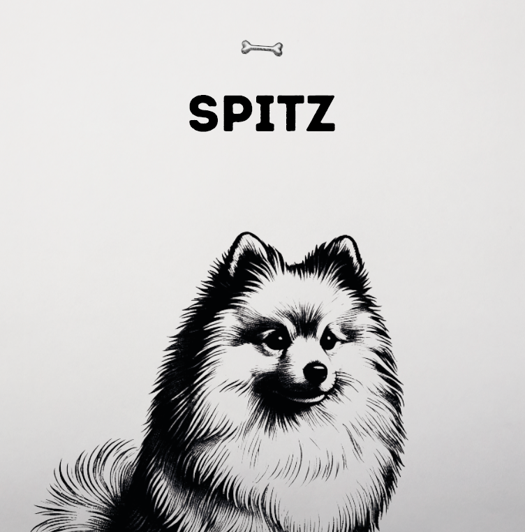 Spitz
