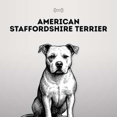 Kollektionsbild American Staffordshire Terrier