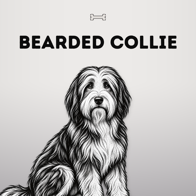 Kollektionsbild Bearded Collie